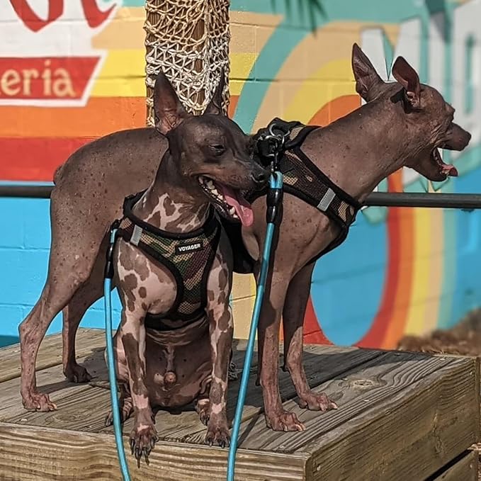 Best Pet Supplies - Image 6