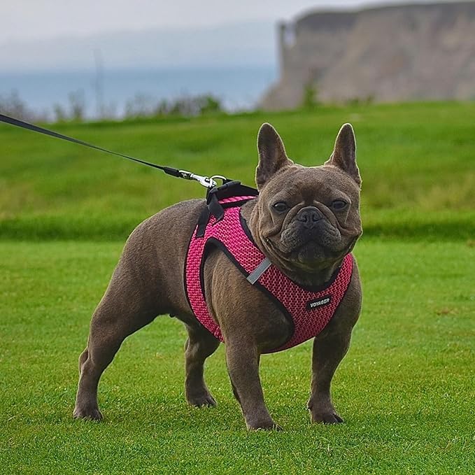 Best Pet Supplies - Image 7