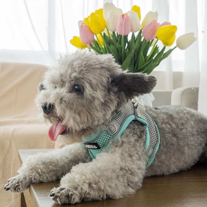 AIITLE Comfortable Dog Harness and Leash Set - Image 6