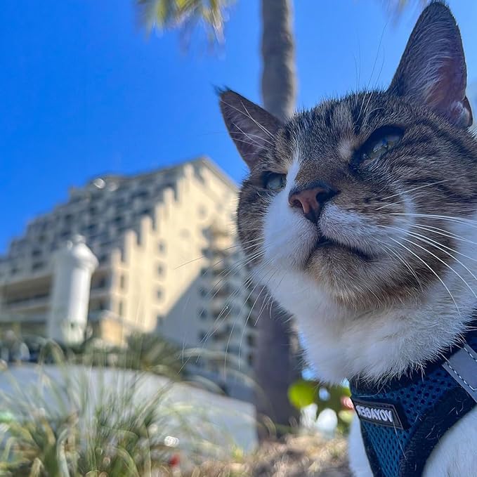 Best Pet Supplies Voyager Step-in Air All Weather Mesh Harness and Reflective - Image 7