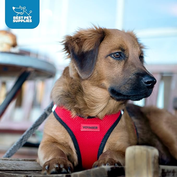 Best Pet Supplies - Image 10