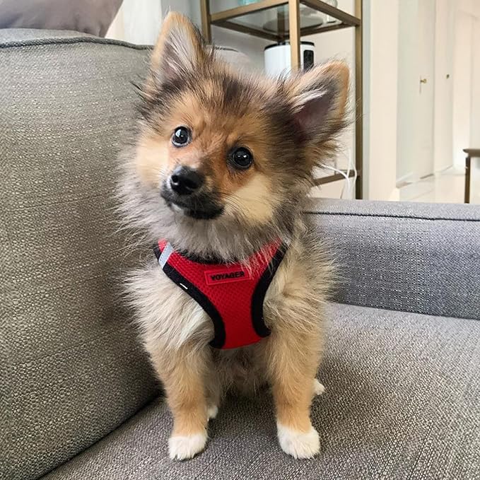 Best Pet Supplies - Image 7