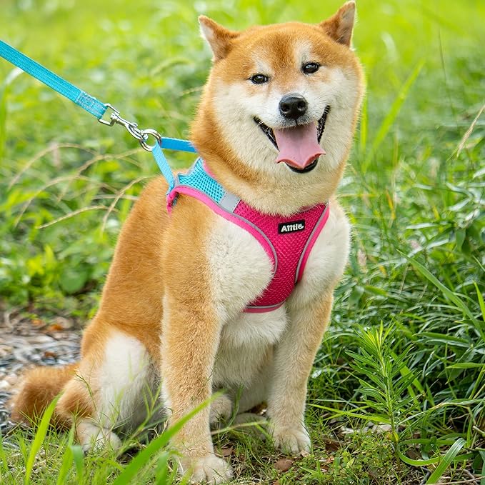 AIITLE Small Harness for Puppy - Image 8