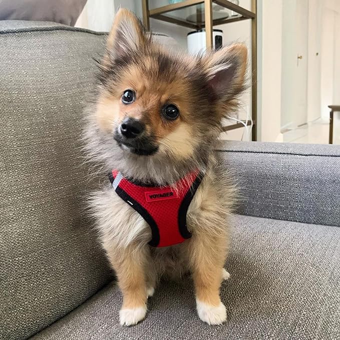 Best Pet Supplies Voyager Step-in Air All Weather Mesh Harness and Reflective - Image 9