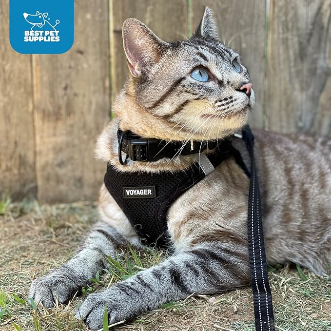 Best Pet Supplies - Image 9